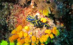 Cape Verdes Diving Centre - Sal Island.